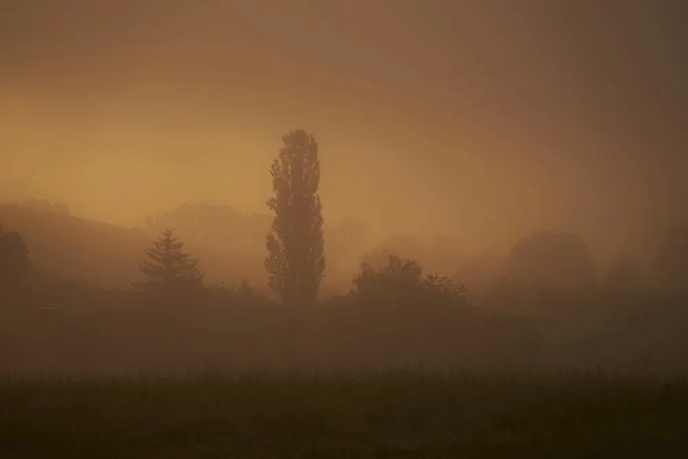A lone tall tree in a golden, foggy field at dawn